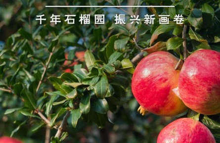 鑒往知來，跟著總書記學(xué)歷史 | 千年石榴園 振興新畫卷