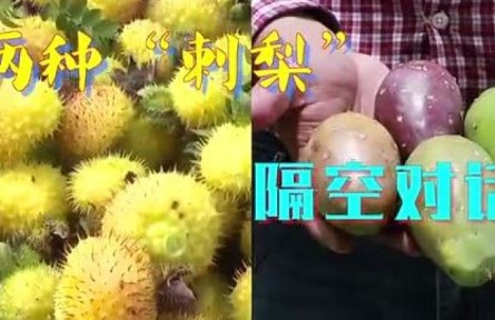 中國貴州對話墨西哥城：兩種“刺梨”，共品豐收甜蜜