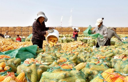 單產提升、以豐補歉、播種有序——河北秋收秋種一線見聞