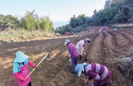 重慶彭水：10萬畝中藥材推動鄉(xiāng)村振興見實(shí)效