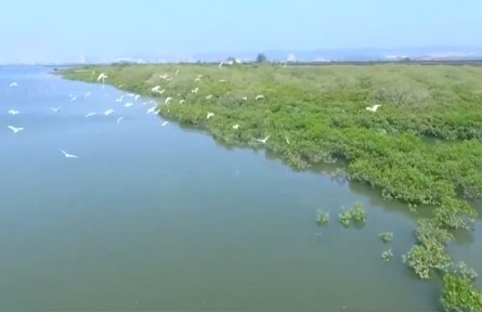 多樣的生物 多樣的精彩：生物多樣性為什么那么重要？