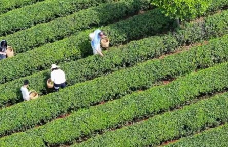春意正濃茶飄香，湖南長沙望城烏山茶園搶“鮮”開采