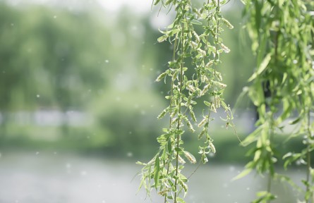 飛絮高發(fā)期如何遠(yuǎn)離“飛絮煩惱”？這些誤區(qū)請注意