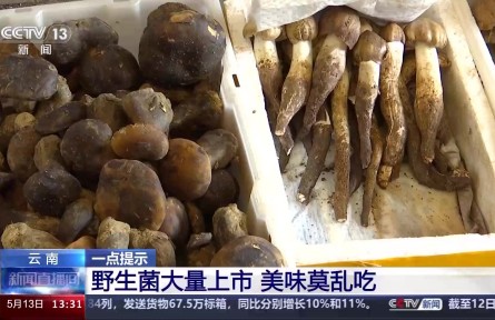 野生菌上市 嘗鮮需謹(jǐn)慎！注意“四不吃”
