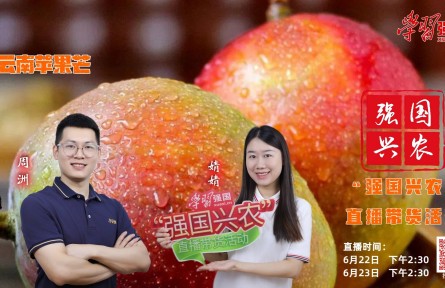 半夏時光，芒果飄香，明天下午2:30，“強國興農(nóng)”直播帶貨活動邀您收看