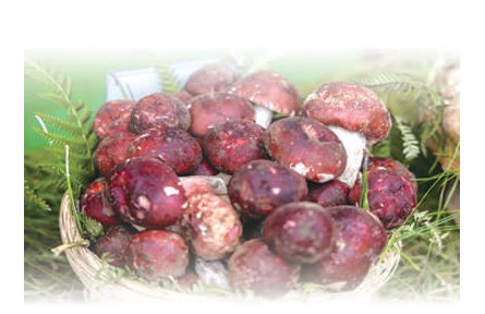 野生菌物種有多豐富？