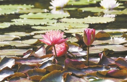 廣州云溪植物園開園，走進(jìn)保育1320種植物的“珍稀世界”