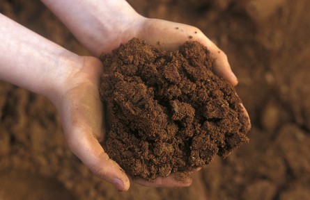 科技名詞|暗棕壤 dark brown forest soil，dark brown soil