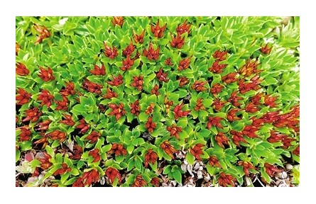 科普|植物如何在高原生長？