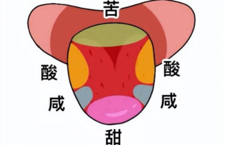 辟謠|“舌尖嘗甜，舌根嘗苦”？你以為的舌頭“味覺地圖”，其實是假的