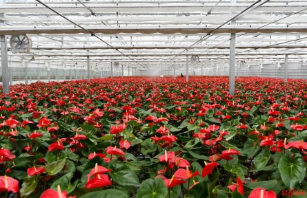 瓜果飄香、蔬菜滿園，青藏高原上有個(gè)農(nóng)業(yè)“后花園”