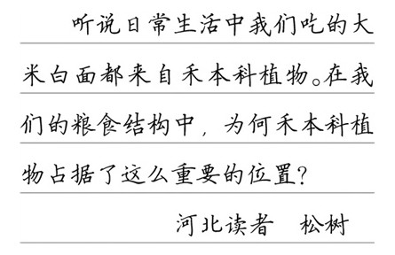 科普|主食為何大多來自禾本科植物？