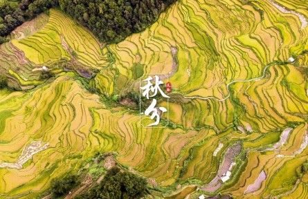 文脈·秋分|金黃梯田迎稻浪，侗寨古村喜曬秋