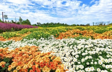 菊花，花中君子，可藥可食