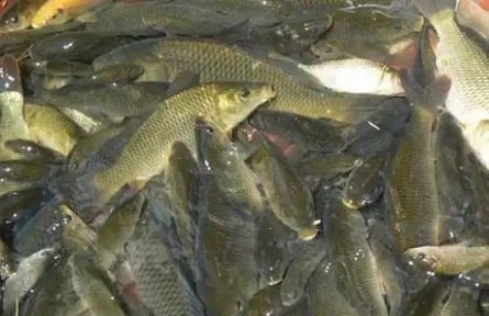 冬季如何預(yù)防魚缺氧？