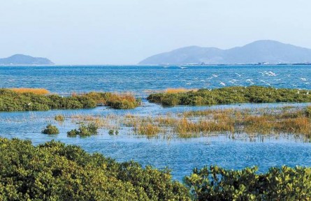從退化到新生，福建傾力守護(hù)碧海綠洲