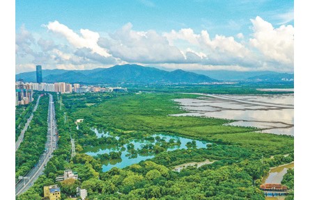 廣東加強(qiáng)紅樹(shù)林保護(hù)——紅樹(shù)林面積達(dá)1.14萬(wàn)公頃，紅樹(shù)植物種類(lèi)達(dá)27種
