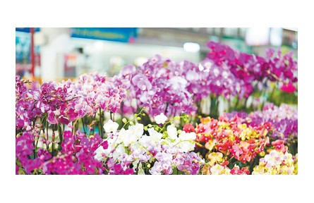 在華外國留學(xué)生走進(jìn)云南昆明花卉產(chǎn)業(yè)現(xiàn)代化示范園：對云南鮮花產(chǎn)業(yè)有了更加生動(dòng)的認(rèn)識(shí)