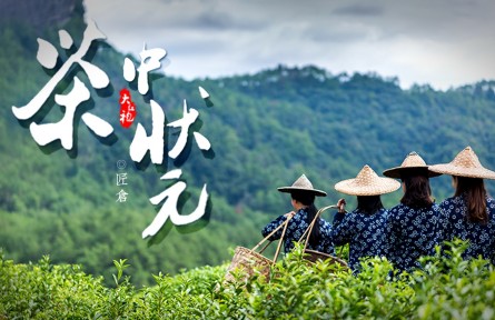 從三株茶樹到百畝茶田，他是當(dāng)之無愧的“大紅袍之父”