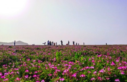 江西鄱陽(yáng)湖畔千畝鮮花盛開(kāi) 游客感受生態(tài)自然之美