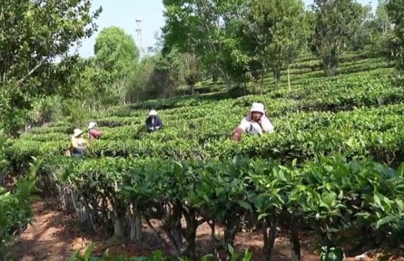 云南：傳統(tǒng)與創(chuàng)新共“舞” 繪就云茶發(fā)展新畫(huà)卷