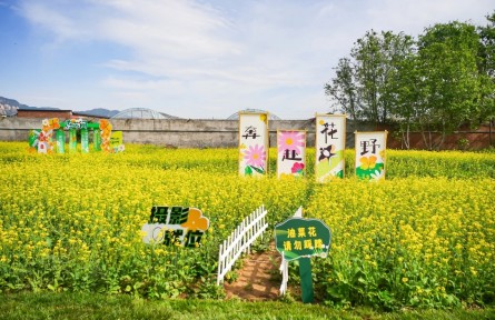 解鎖金色花海背后的“農(nóng)業(yè)密碼”！海淀以科技賦能“智慧田園”
