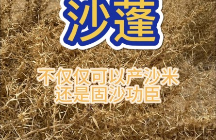 沙蓬，治理荒漠的好幫手，實(shí)地體驗(yàn)防風(fēng)固沙的效果