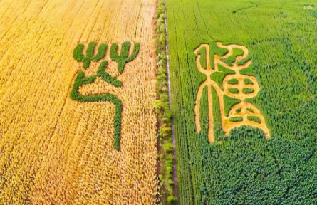 芒種：左手收麥浪，右手種希望