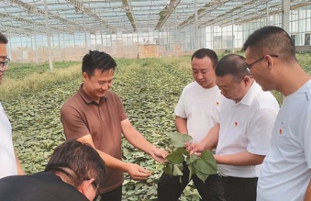 選調(diào)生何騰：做一根“紅薯藤”，去聽土地的心跳