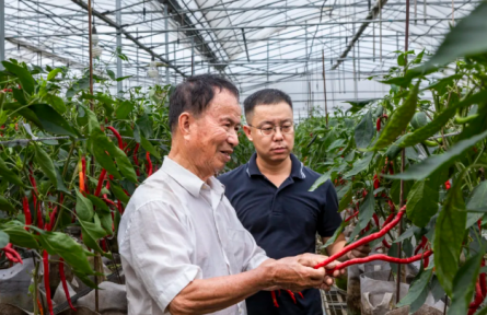 “新農人”楊劍鋒：“火辣”事業(yè)獨特“鋒”味