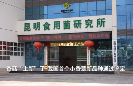 香菇“上新”了！我國首個小香蕈新品種通過鑒定