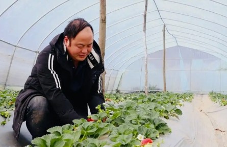 博士種草莓 高管養(yǎng)肉牛！貴州“新農人”將現(xiàn)代科技引入傳統(tǒng)農業(yè)