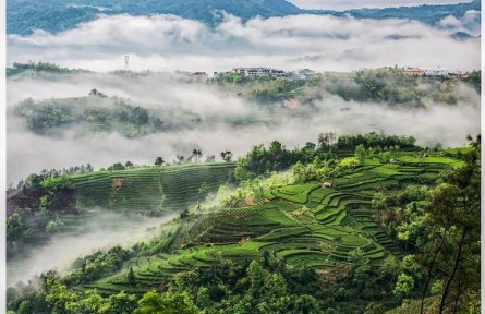 茶香起處：福建的山、海與人間