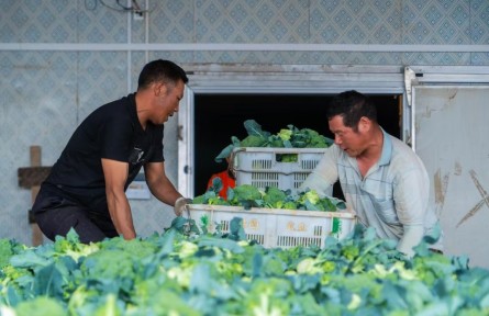 寧夏固原原州區(qū)：這里的蔬菜保鮮庫(kù)為何空蕩蕩