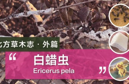 除了蜜蜂，這種蟲子的分泌物也可以制作蠟燭！