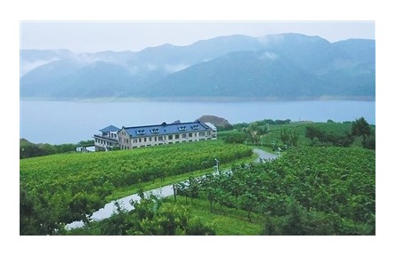 有世界最大“野生山葡萄”原酒貯藏窖，所產(chǎn)葡萄酒為開國大典專用酒  在“北國山城”品“東方波爾多”——“北冰紅”
