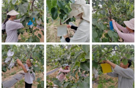 品牌手記⑨：走進隰縣梨園：玉露香梨的技術與故事——公費農(nóng)科生的見聞