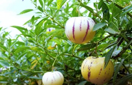 云南昆明農(nóng)產(chǎn)品地理標志：石林人參果
