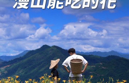 豐收的季節(jié)，那一年種下的黃花菜盛開了
