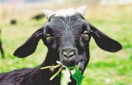 ?家鄉(xiāng)農(nóng)產(chǎn)品大學生推薦官｜品牌手記?：太行山羊記：從爺爺?shù)难虮薜降乩順酥镜泥l(xiāng)愁答卷