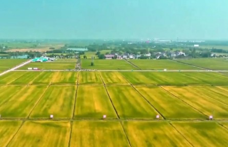 壯大農(nóng)業(yè)新質(zhì)生產(chǎn)力 安徽省6400多萬畝秋糧長勢良好