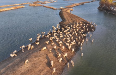 從39頭增至8500余頭！中國復(fù)壯全球最大麋鹿基因庫