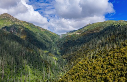 科技名詞|森林線 forest line，forest limit