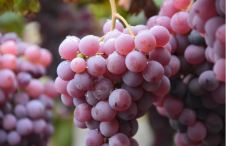 家鄉(xiāng)農(nóng)產(chǎn)品大學生推薦官 | 品牌智庫建議⑤：清徐葡萄：從“千年葡鄉(xiāng)”到“葡萄強縣”的跨越