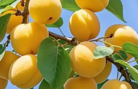 家鄉(xiāng)農(nóng)產(chǎn)品大學生推薦官 | 品牌手記?：繁峙白水杏:香飄振興路