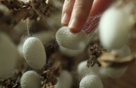 家鄉(xiāng)農(nóng)產(chǎn)品大學生推薦官 | 品牌手記?：國家農(nóng)業(yè)文化遺產(chǎn)——陽城桑蠶的文明與價值