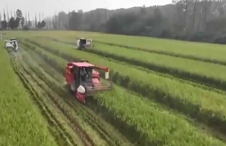 應(yīng)對(duì)持續(xù)降雨 黃淮地區(qū)全力搶收搶烘秋糧