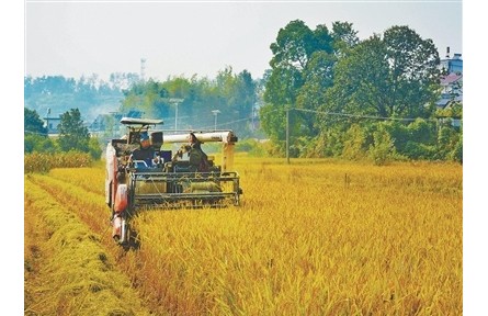 搶！應(yīng)對(duì)連陰雨，秋收一線直擊