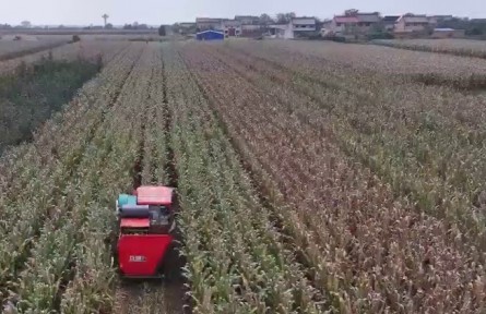 陜西：各地搶抓降雨間歇 全力搶收搶種