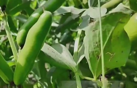 青海:科技育“金豆” 高原蠶豆鋪就致富路